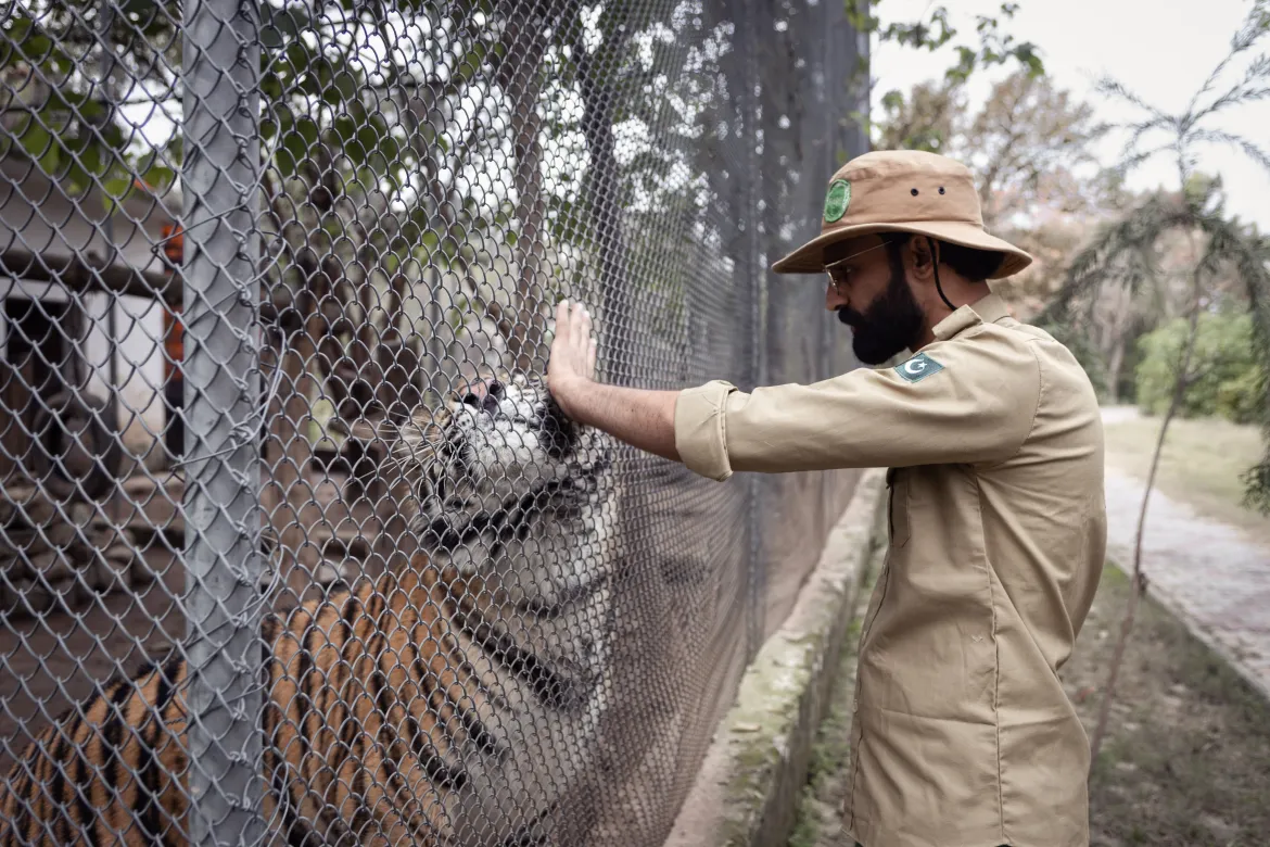 Baby Tiger